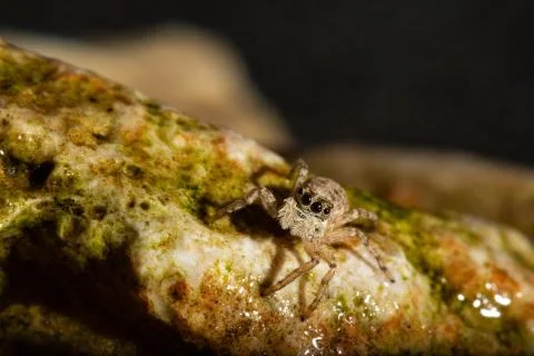 Jumping spider Stock Photos