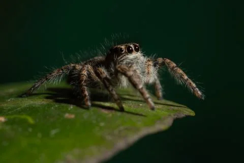 Jumping spider Stock Photos