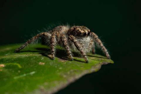 Jumping spider Stock Photos