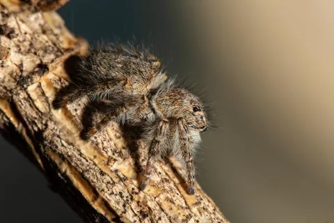 Jumping spider Stock Photos