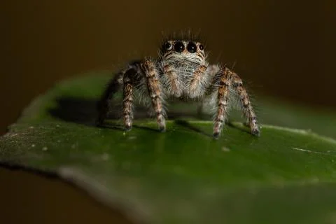 Jumping spider Stock Photos