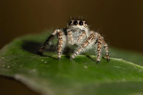 Jumping spider Stock Photos