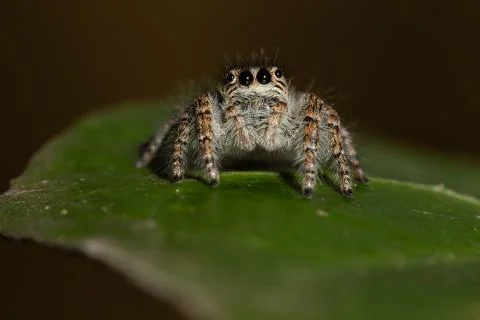 Jumping spider Stock Photos