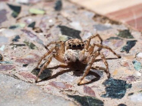 Jumping spider Foto stock