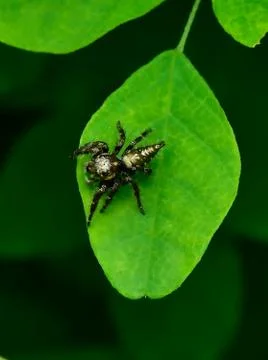 Jumping spider Stock Photos
