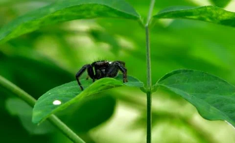 Jumping spider Stock Photos