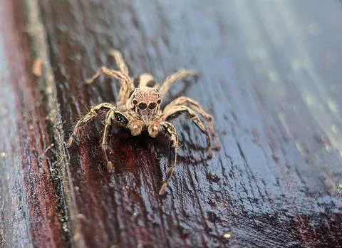 Jumping spider Stock Photos