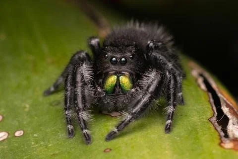 Jumping Spider  Stock Photos