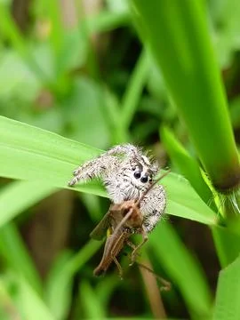 Jumping Spider Foto stock