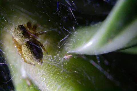 Jumping spider Foto stock