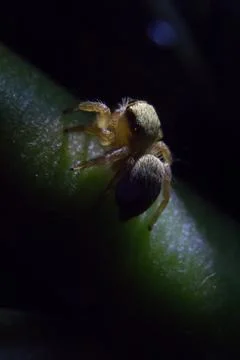 Jumping spider Foto stock