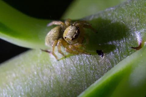 Jumping spider Foto stock