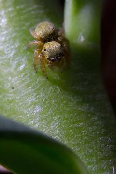 Jumping spider Foto stock