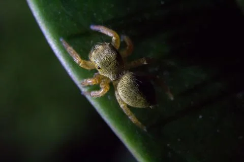 Jumping spider Foto stock