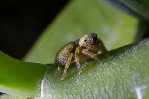Jumping spider Foto stock