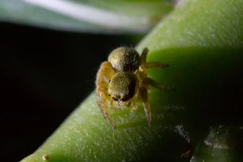 Jumping spider Stock Photos