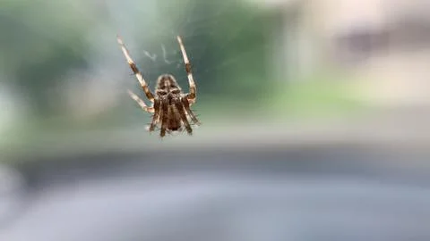 Jumping spider Stockfoto's