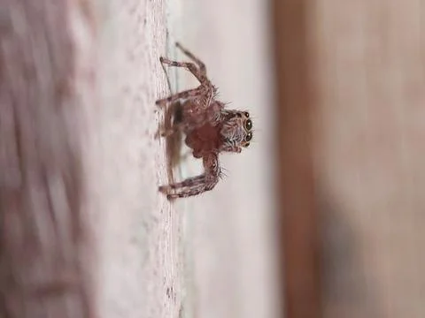 Jumping spider Stock Photos