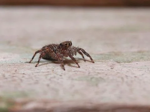 Jumping spider Stock Photos