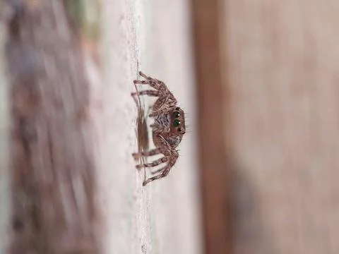 Jumping spider Stock Photos
