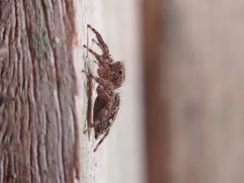 Jumping spider Stock Photos