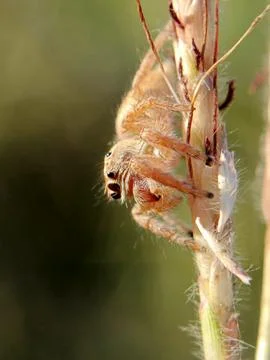 Jumping spider Stock Photos