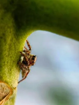 Jumping spider Stock Photos