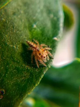 Jumping spider Stock Photos