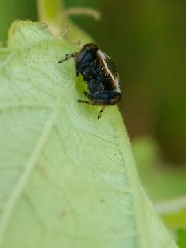 Jumping spider Stock Photos