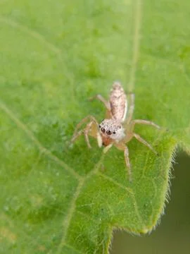 Jumping spider Stock Photos