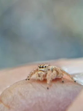 Jumping spider Foto stock