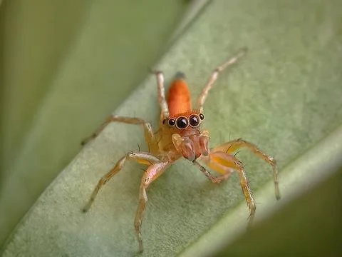 Jumping Spider Stock Photos