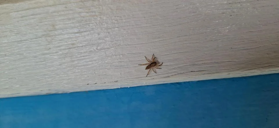 Jumping spider Stock Photos