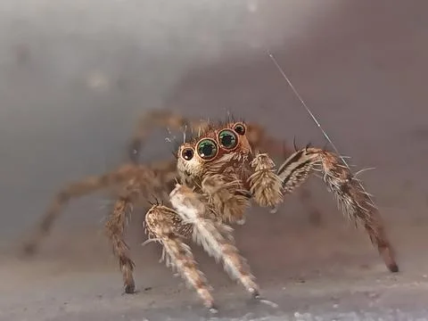 Jumping Spider Stock Photos