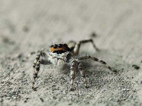 Jumping spider Stock Photos