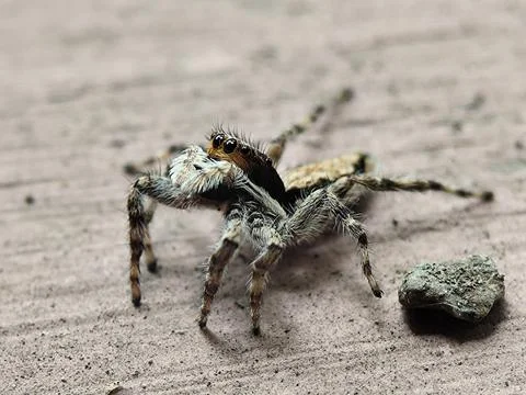 Jumping spider Stock Photos