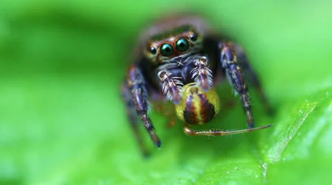 Jumping Spider - prey Stock-Footage 24506257