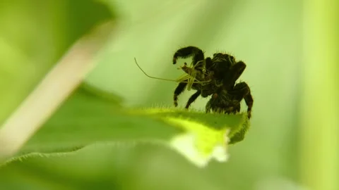 Jumping spider with prey in pedipalps on leaf, step zooming Stock Footage 278769579