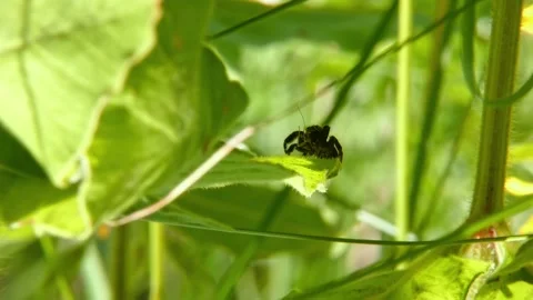 Jumping spider with prey in pedipalps on leaf, step zooming Stock Footage 278771315