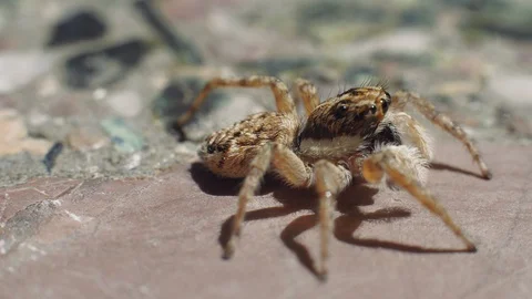 Jumping spider profile shot, walking away Video stock 129506982