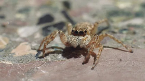 Jumping spider raising its head up and look into the camera, macro portrait Stock Footage 129506327