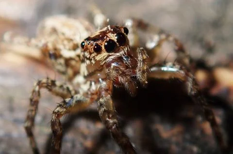 Jumping spider ready to pounce Stock Photos