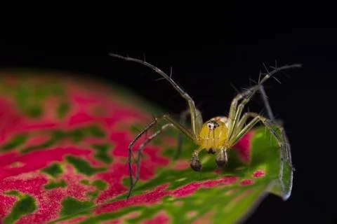 Jumping spider on red leaf black background. Stock Photos