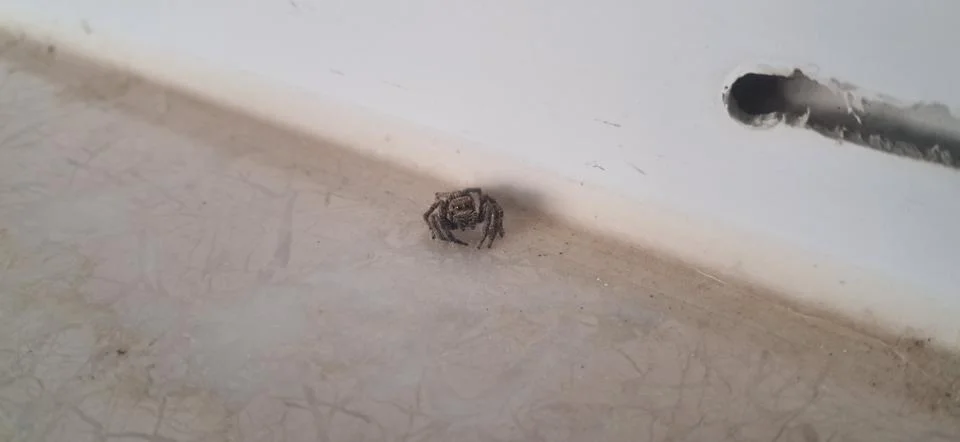 Jumping Spider Resting On White Surface Stock Photos