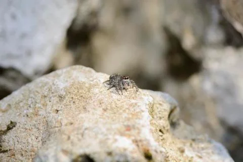 Jumping spider on a rock Foto stock