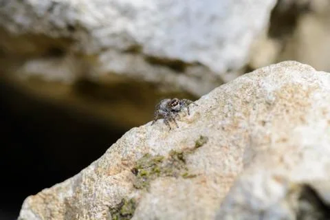 Jumping spider on a rock Stock Photos