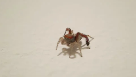 Jumping Spider Saitis barbipes Close Up Walking on White Surface Stock Footage 130470975