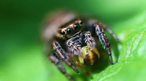 Jumping Spider - Salticidae Stock-Footage 24504324