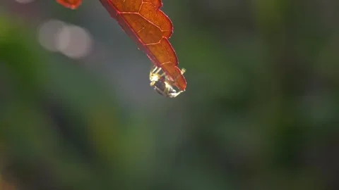 Jumping Spider (Salticidae) Perched On A Tip Of A Cranberry Hibiscus Foliage Stock Footage 332044208