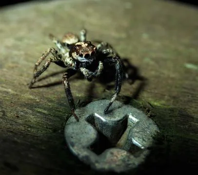 Jumping spider on screw head Stock Photos